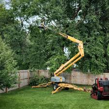 Best Tree Maintenance Programs  in Nicholson, MS